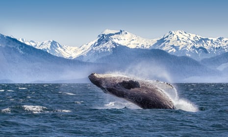 Breaching humpback whale against snow capped mountains seen in the distance in Glacier Bay, Alaska.