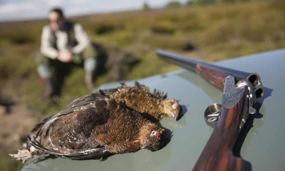 The RSPB is lobbying MPs to change the law rather than back a ban on driven grouse shooting.