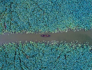 Lonesome Boat. An aerial photo of a boat shuttling between lotus flowers in the water village of Gulao, Guangdong, China