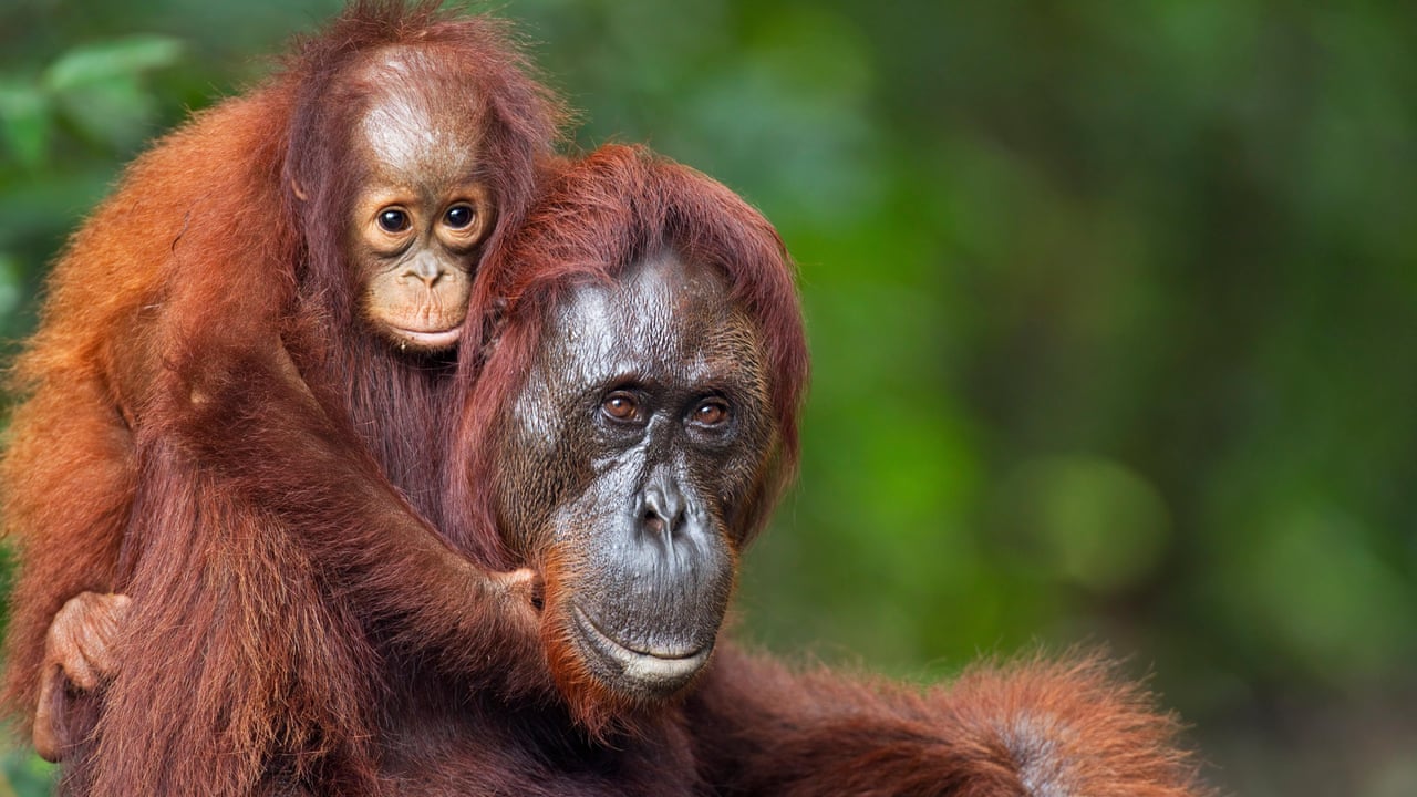 world orangutan day palm