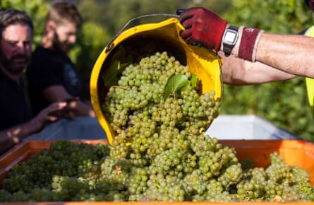 Freshly picked grapes are emptied in to storage crates at a Chapel Down vineyard in Maidstone.
