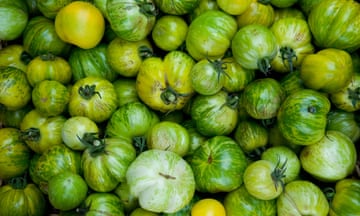 absolutely loads of green zebra organic tomatoes