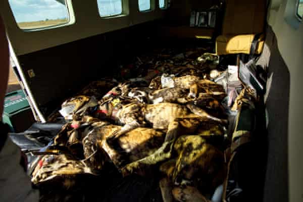 Sedated wild dogs in aircraft