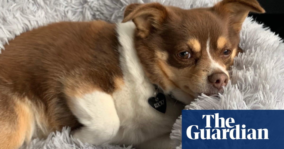 'Riddled with exclusions': pet insurers slapped with a Shonky award