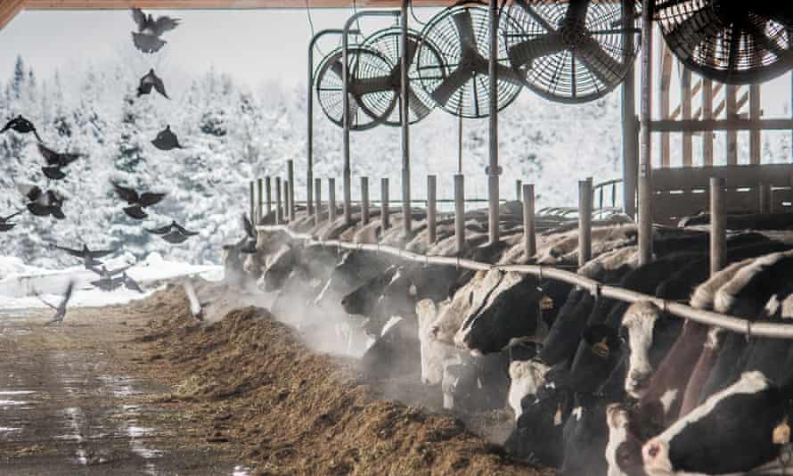 The dairy herd subsists through the long, snowy winter on hay grown on the farm and harvested by the migrant workers.