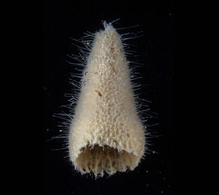 Hexactinellid glass sponge