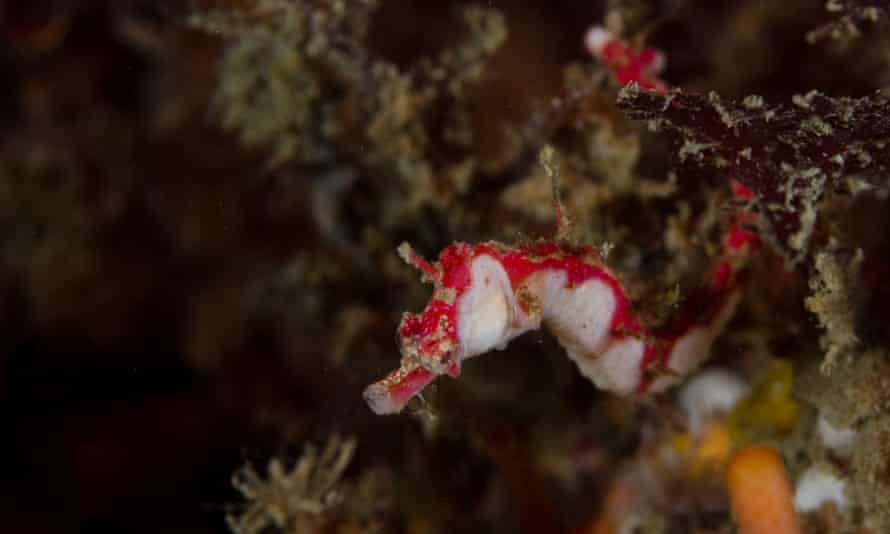 Manaia pygmy pipehorse.