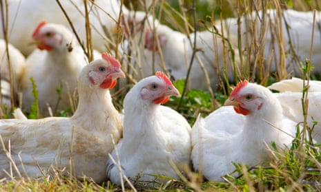 Free-range chickens on an English farm