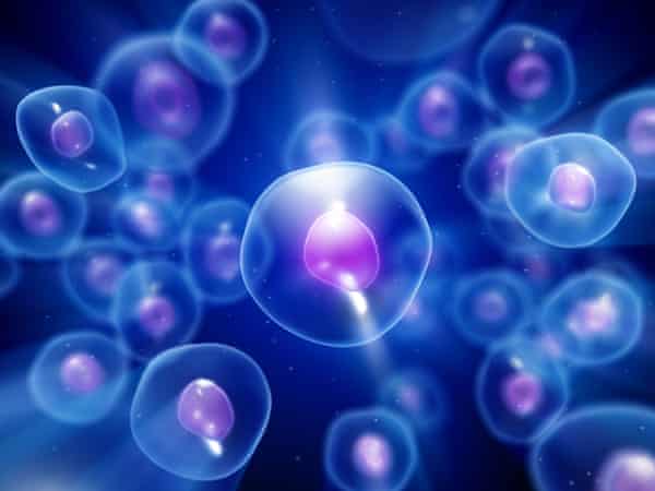 A group of cells seen through a microscope.