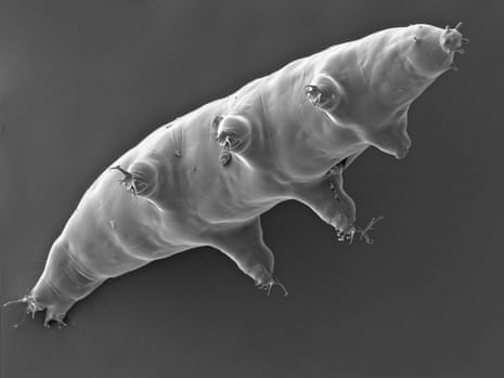 Microscopic view of a Tardigrades or water bear (Milnesium tardigradum)