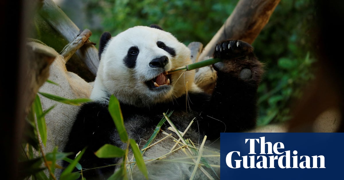 ‘Amazing development’: fossil finds show how panda’s false thumb evolved