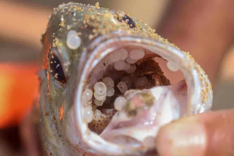 Plastic pellets inside a dead fish washed ashore on a beach near Wellawatta, Sri Lanka.