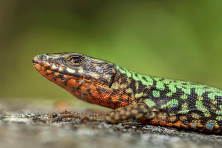 A lizard with a green speckled back and an orange speckled throat