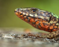 The head of a lizard with orange speckles on its throat