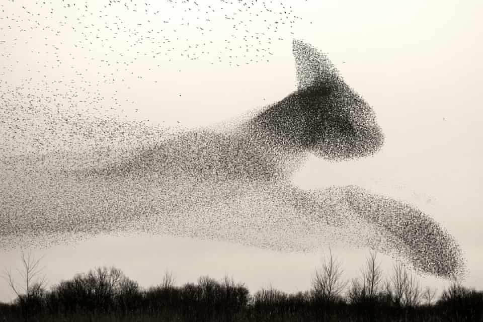 The shape of a cat appears in this murmuration.