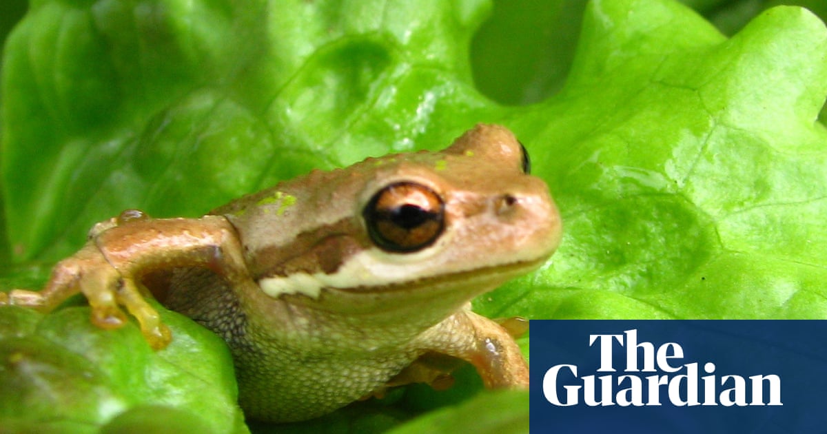 Romaine calm: live frog found in discount supermarket lettuce bag Romaine calm: live frog found in discount supermarket lettuce bag