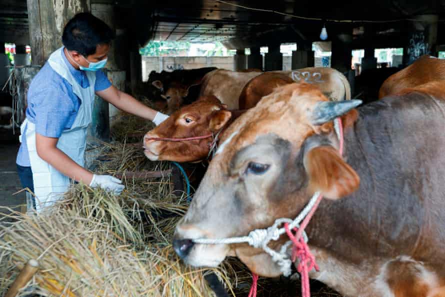 Cattle are inspected for foot and mouth disease in North Jakarta, Indonesia.