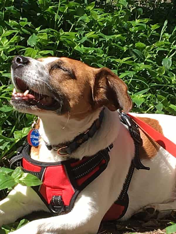 Luna enjoying the Sydney sunshine