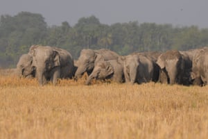 Uma manada de elefantes selvagens se reúne perto de um arrozal em busca de comida no distrito de Nagaon, no estado de Assam, no nordeste da Índia