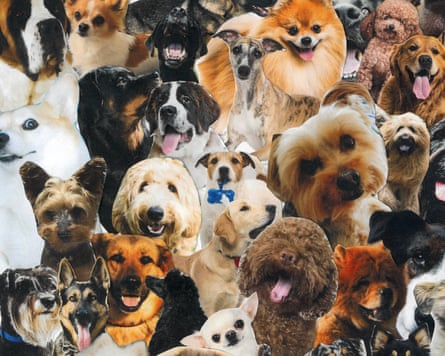 composite of dogs
