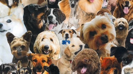 Collage-style image of lots of pet dogs
