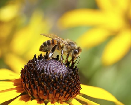 A European honeybee collecting nectar from a yellow coneflower