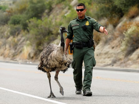 Officer Constantino Zarate tries to herd the emu off the highway.