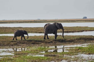 Kasane, Botswana: elephants roam the Chobe River