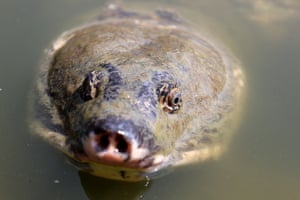 Uma tartaruga preta e de casco mole ameaçada de extinção conhecida localmente como tartaruga Bostami (Nilssonia nigricans) em lagoas perto do santuário Bayezid Bostami em Chittagong, Bangladesh.