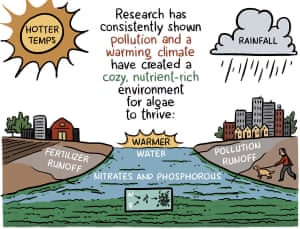 How algae blooms.