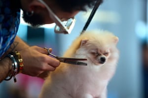 A pomeranian snoozes while being groomed