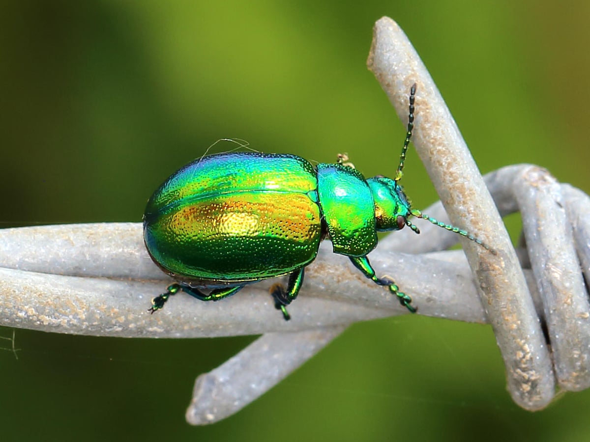 Jewel Beetle Flying