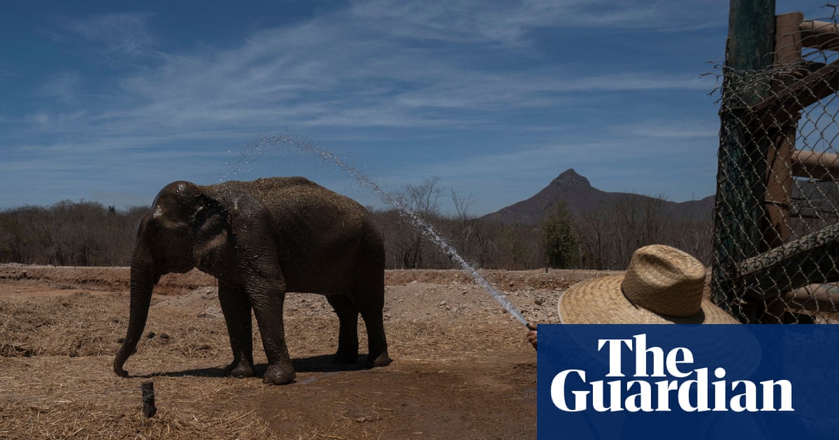 Mexico: Noah's Ark' of animals flees cartel violence for new home on coast