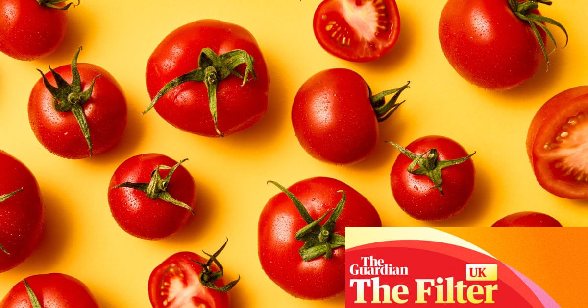 ‘Prueba de que en el Reino Unido se pueden cultivar tomates deliciosos’: los mejores tomates en rama de supermercado, probados y valorados | Alimento ‘Prueba de que en el Reino Unido se pueden cultivar tomates deliciosos’: los mejores tomates en rama de supermercado, probados y valorados | Alimento