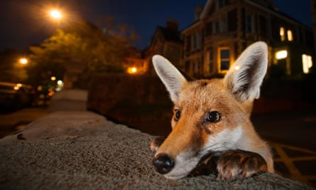 Sam Hobson was a finalist in the 2016 Wildlife Photographer of the Year with this picture of a young urban red fox (Vulpes vulpes), taken in Bristol.