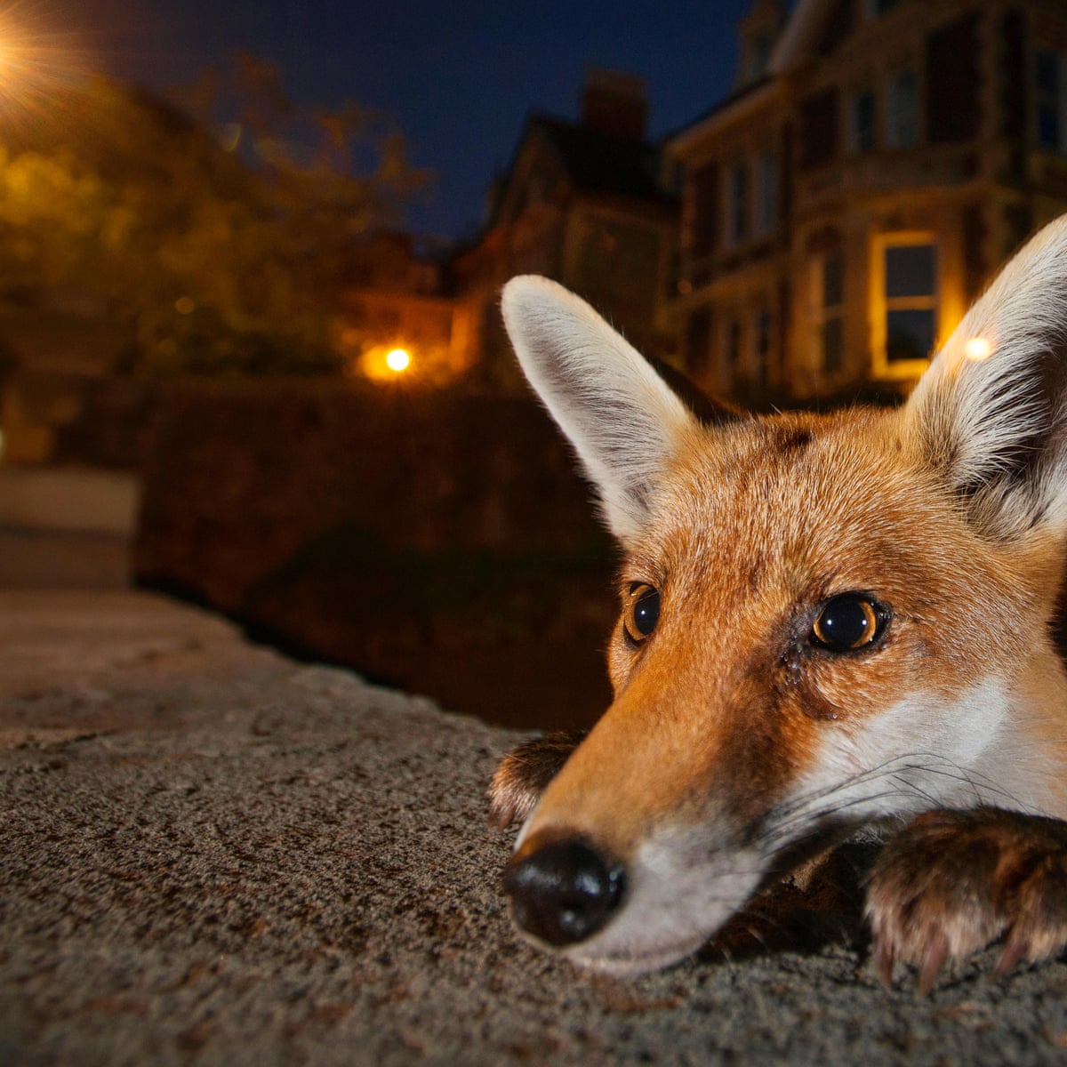 Urban foxes: are they 'fantastic' or a growing menace? | Wildlife ...