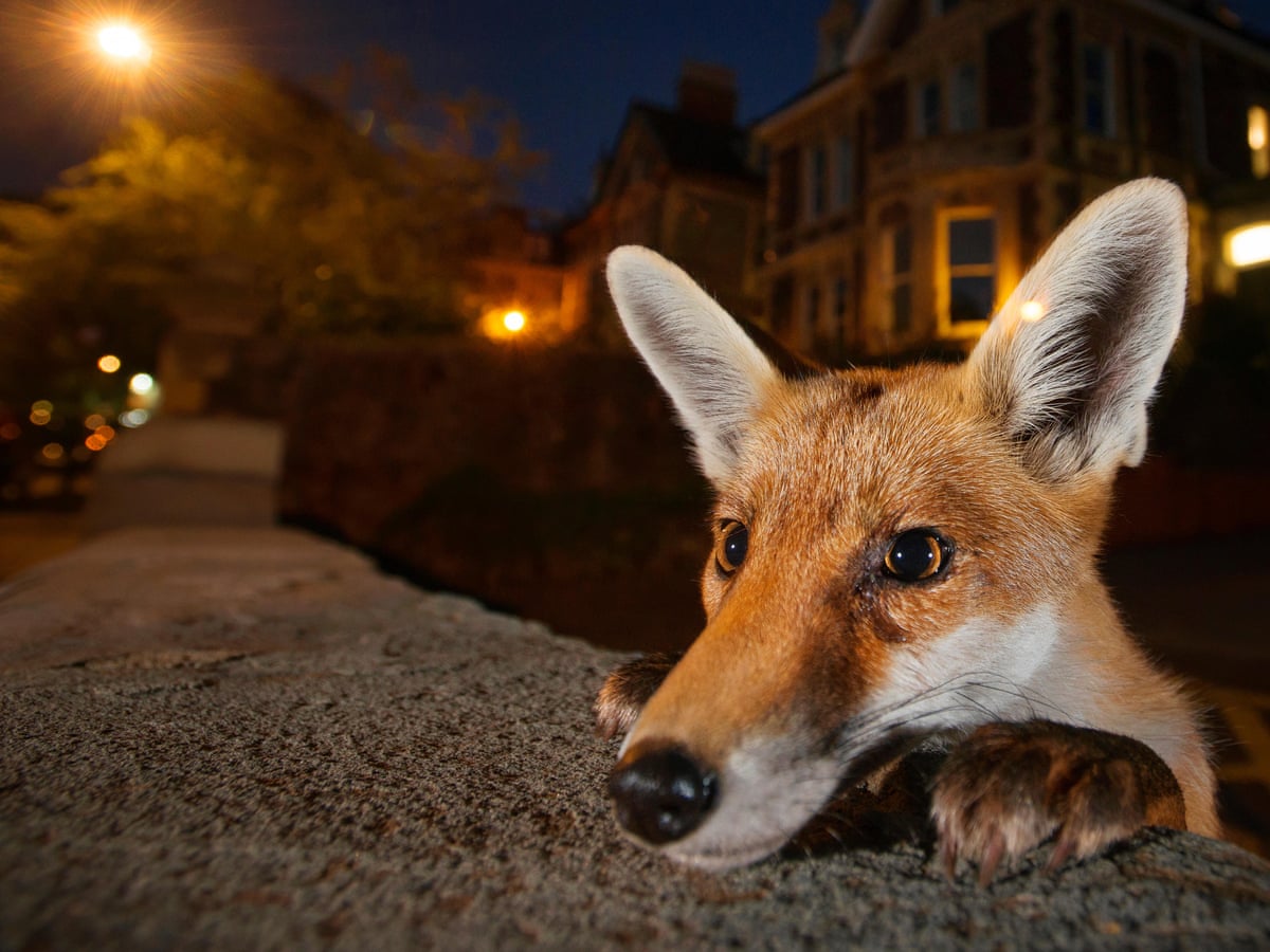 Urban foxes: are they 'fantastic' or a growing menace? | Wildlife ...