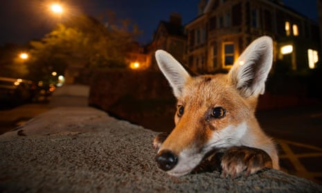 A young red fox pokes his head above a wall at night in Bristol in August.