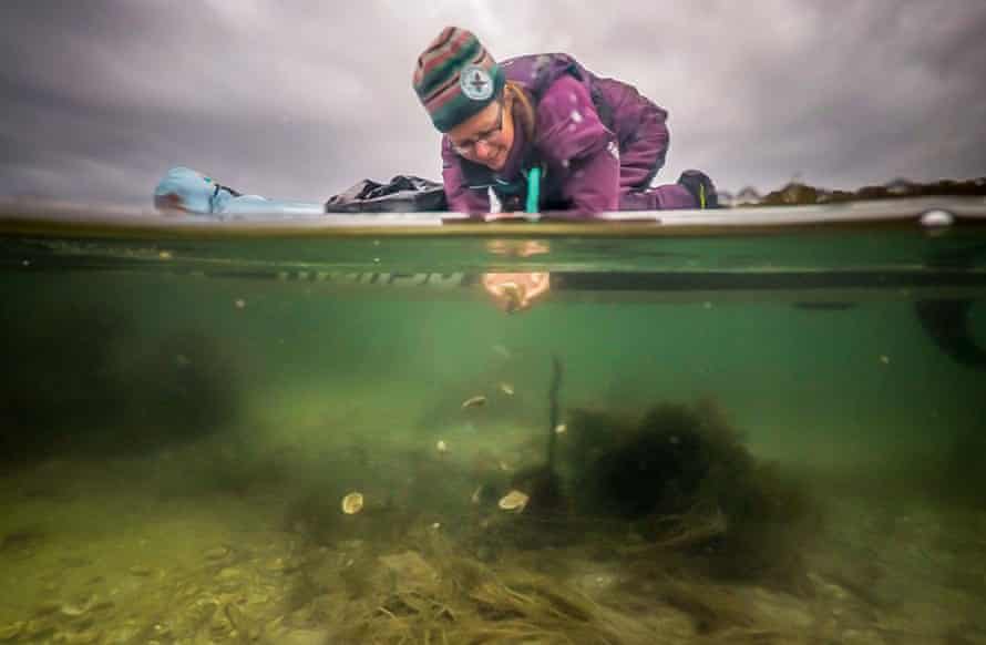 A member of the Scottish Seawilding charity works to restore oysters and seagrass beds on the west coast of Scotland