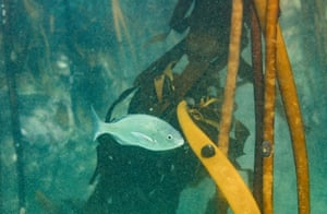 A Sarpa salpa swims in a kelp forest in the Indian Ocean