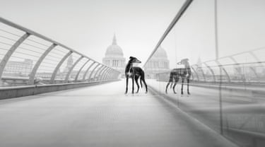 A greyhound on a snowy bridge