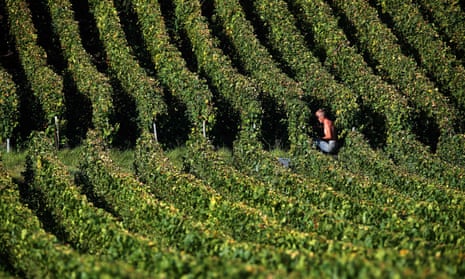 A harvester collects grapes for Champagne in a vineyard in Ludes, central France, last week. 