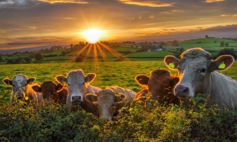 A herd of cattle in Northern Ireland at sunset