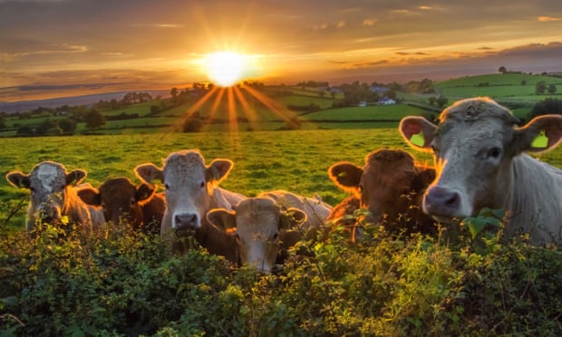 Beef cattle line up along a hedge at sunsetA small herd of beef cattle looking over a hedge at sunset on a Northern Ireland farm