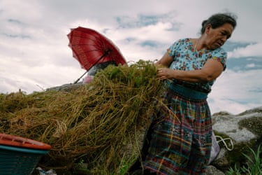 Woman drags bundles of crops