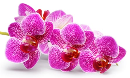 Hothouse flower: a John Gollop orchid.