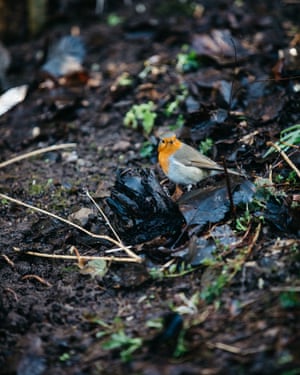 a robin hunts for food in freshly turned earth