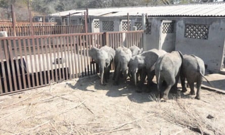 The young elephants in their enclosure. According to experts, they are “bunching”, huddling together because they are frightened.