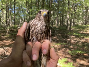 Um merlin capturado é considerado equipado com uma faixa de perna e um dispositivo de rastreamento, em Glen Arbor, Lago Michigan, EUA. A missão aumentará o conhecimento de uma espécie que ainda está se recuperando de uma queda significativa causada por pesticidas e ajudará os gerentes de vida selvagem a determinar como impedir que os merlins ataquem tarambolas ameaçadas de extinção no lago nacional Sleeping Bear Dunes