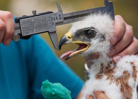 A golden eagle chick is held by someone out of shot while its head is measured